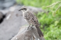 029 Galapagos mocking bird 02